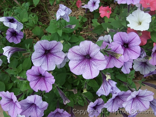 Petunias mixed